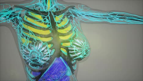 Abbildung-Der-Menschlichen-Anatomie-Mit-Allen-Organen